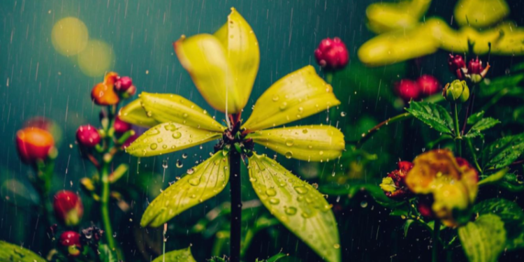 18 мая в Рязанской области ожидается небольшой дождь и до +22 градусов