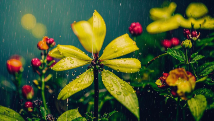 18 мая в Рязанской области ожидается небольшой дождь и до +22 градусов