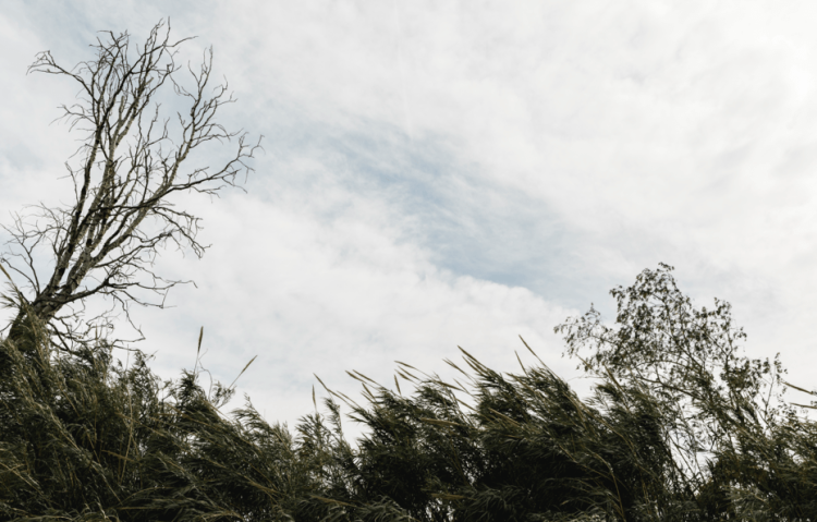 Рязанцев предупредили о дожде и усилении ветра 18 мая