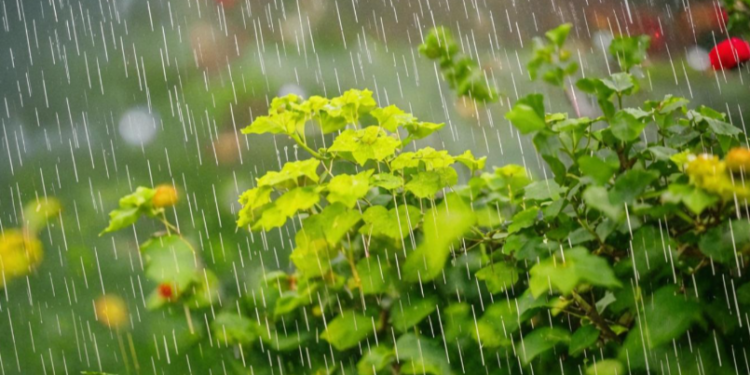 Во вторник в Рязанской области ожидается кратковременный дождь и до +20 градусов