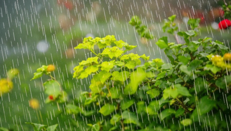 Во вторник в Рязанской области ожидается кратковременный дождь и до +20 градусов