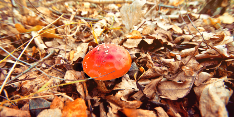 Российским грибникам грозит уголовное наказание за сбор краснокнижных грибов