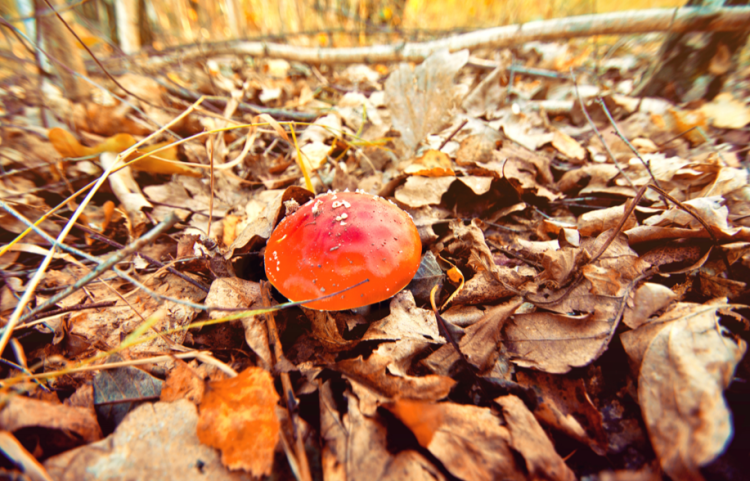 Российским грибникам грозит уголовное наказание за сбор краснокнижных грибов