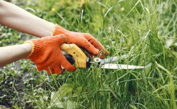 В Клепиковском районе владельца земельных участков оштрафовали на 250 тысяч за сорняки