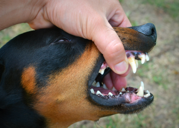 В селе Болотцы Касимовского округа ввели карантин по бешенству