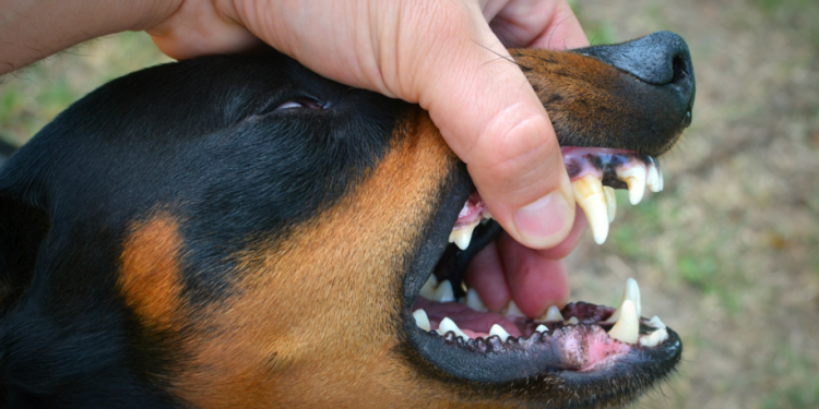 В селе Болотцы Касимовского округа ввели карантин по бешенству В селе Болотцы Касимовского округа ввели карантин по бешенству