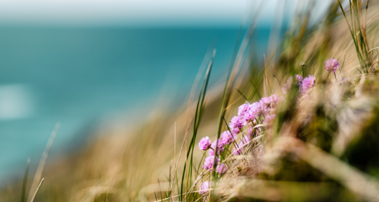 В четверг в Рязанской области потеплеет до +24 градусов