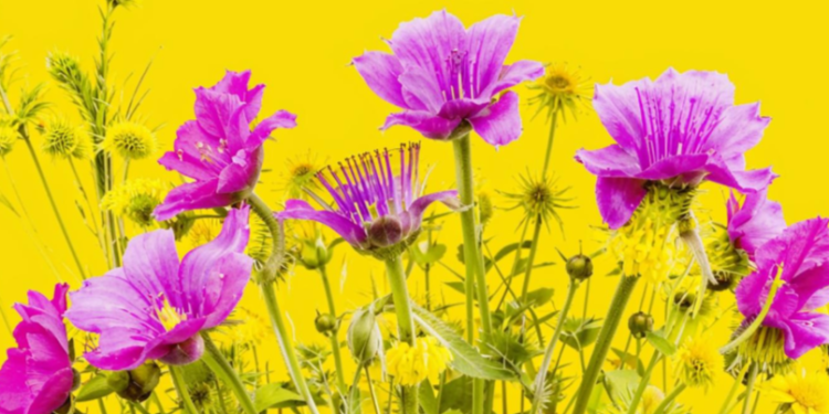 В пятницу в Рязанской области потеплеет до +27 градусов