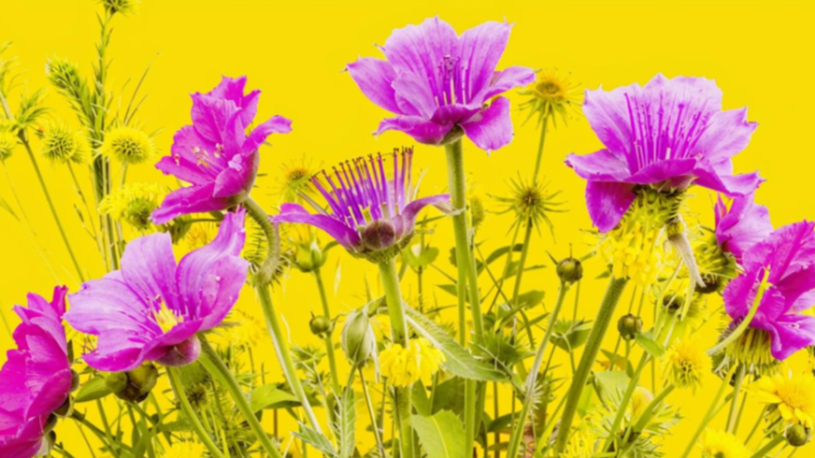 В пятницу в Рязанской области потеплеет до +27 градусов