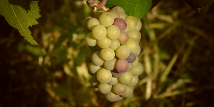 В Рязанском районе появился виноградник В Рязанском районе появился виноградник
