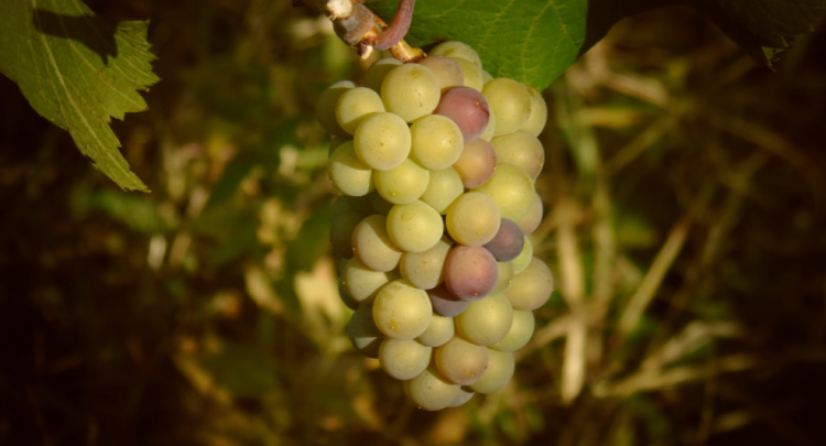 В Рязанском районе появился виноградник