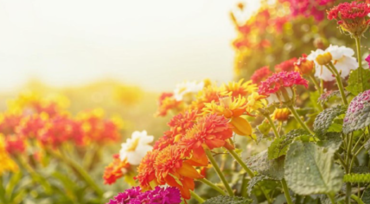 В субботу в Рязанской области потеплеет до +27 градусов