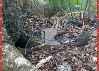 Рязанцев предупредили о гадюках на территории Уржинского озера