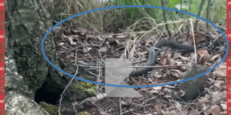 Рязанцев предупредили о гадюках на территории Уржинского озера