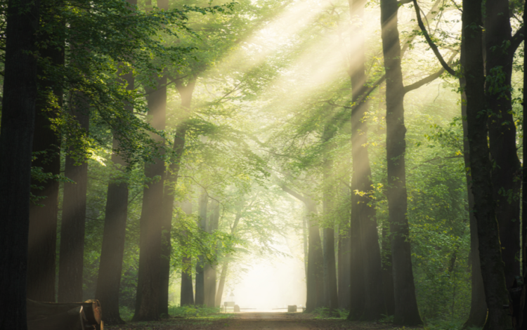 В Рязани с 28 мая снова установлен особый противопожарный режим