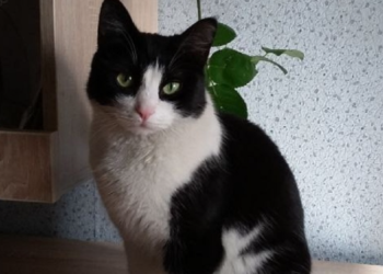 В Рязани ищут временного хозяина для кошки Маруси, хозяин который уходит на СВО добровольцем