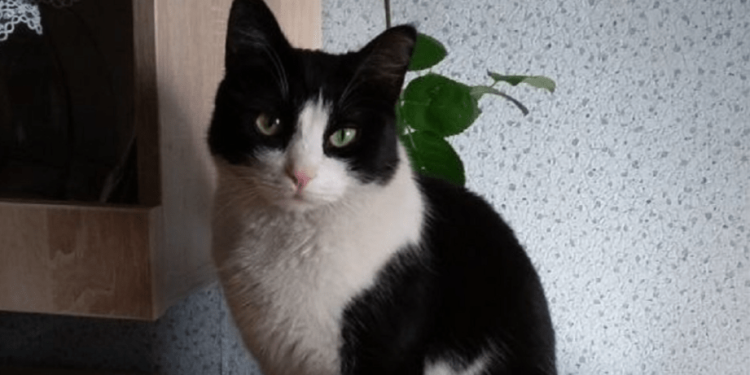 В Рязани ищут временного хозяина для кошки Маруси, хозяин который уходит на СВО добровольцем