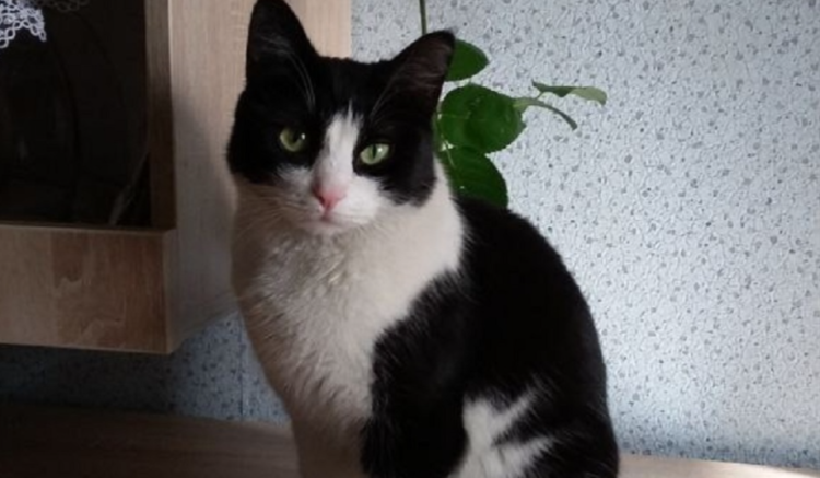 В Рязани ищут временного хозяина для кошки Маруси, хозяин который уходит на СВО добровольцем