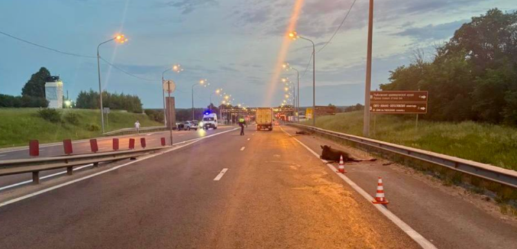 В Рыбновском районе 60-летний водитель сбил двух лосей