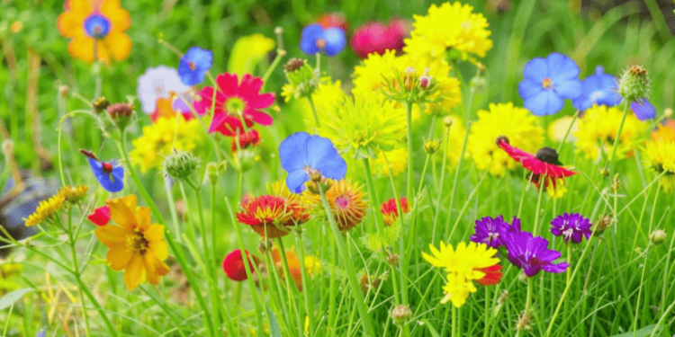 Леус: в конце июня в Центральной России ожидаются волны потепления Леус: в конце июня в Центральной России ожидаются волны потепления