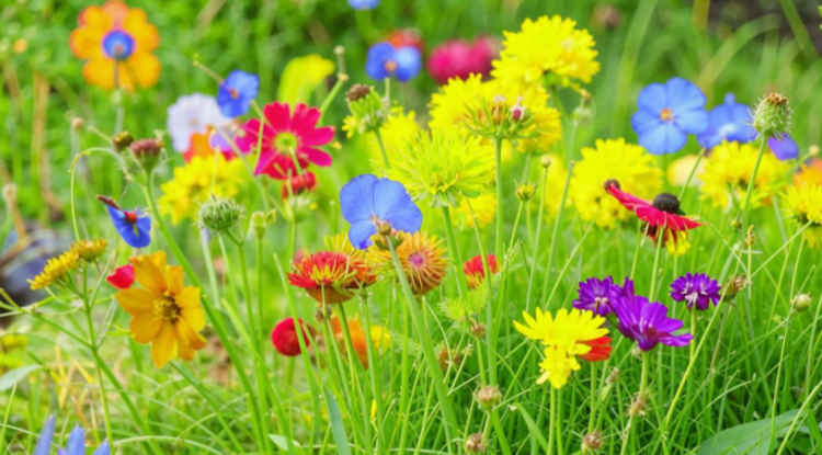 Леус: в конце июня в Центральной России ожидаются волны потепления