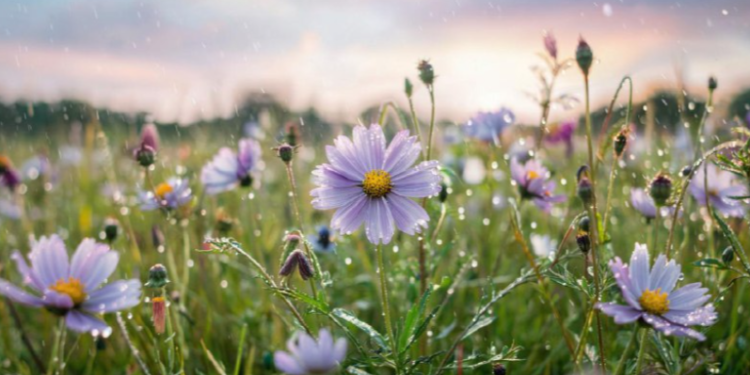 В среду в Рязанской области ожидается кратковременный дождь и до +24 градусов