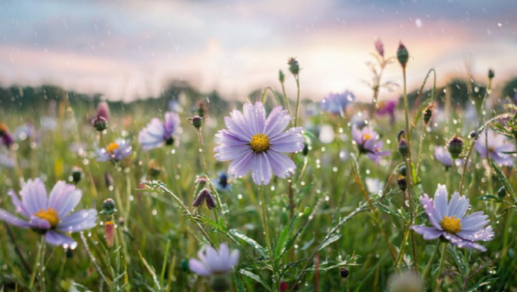 В среду в Рязанской области ожидается кратковременный дождь и до +24 градусов