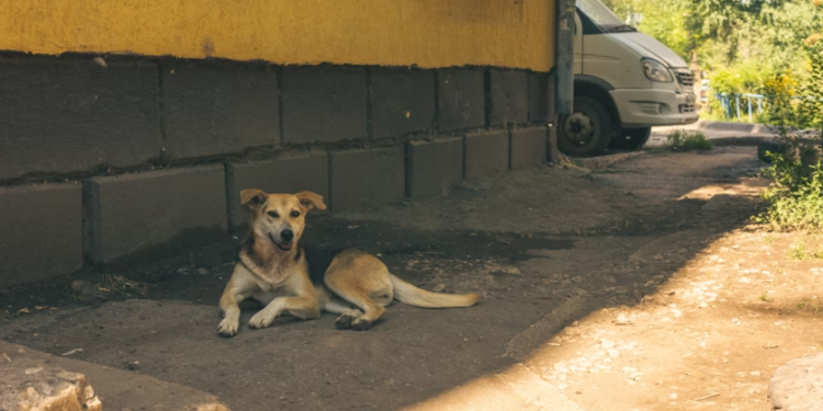 Рязанцев приглашают на выставку бездомных животных 21 июня