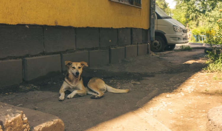 Рязанцев приглашают на выставку бездомных животных 21 июня