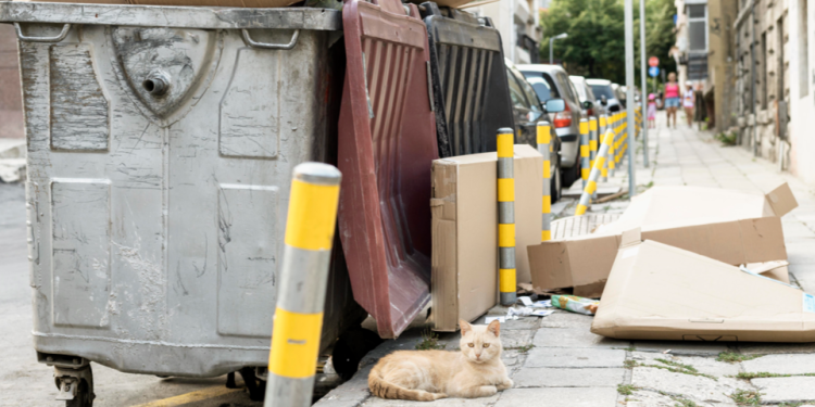 На ликвидацию несанкционированных свалок в Рязани потратят 5 миллионов рублей На ликвидацию несанкционированных свалок в Рязани потратят 5 миллионов рублей
