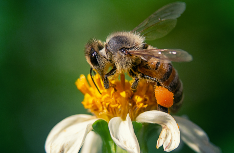 В Шиловском районе пчеловодов предупредили об обработке полей