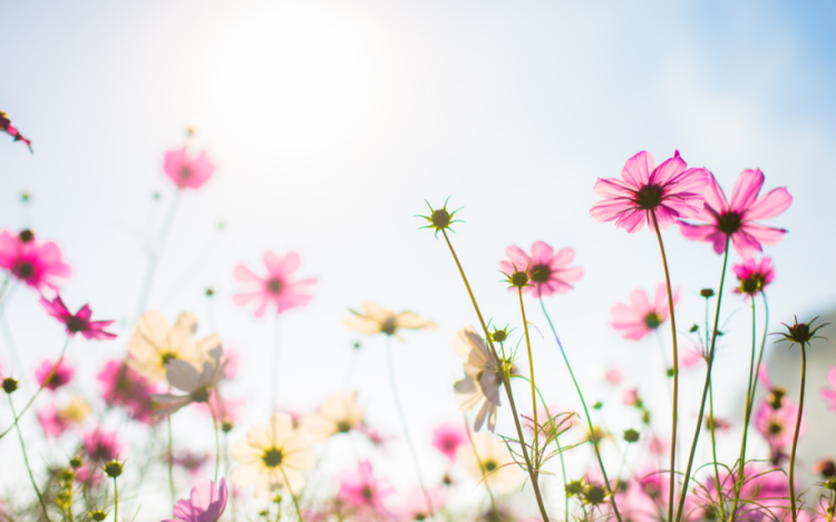 Синоптик Тишковец: лето вернется в Центральную Россию только в июле