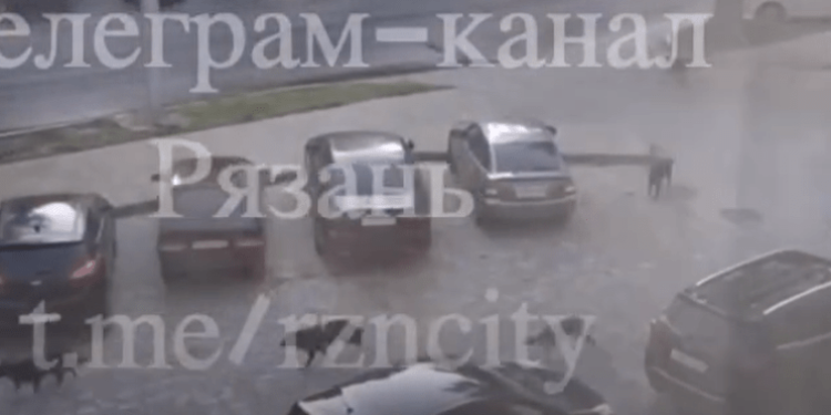 На рязанской площади Мичурина засняли стаю бездомных собак
