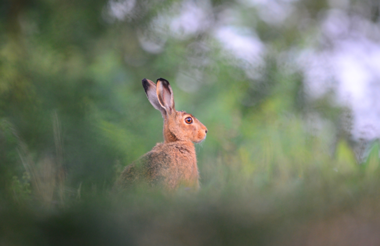 Рязанское минприроды подсчитало популяцию животных в регионе