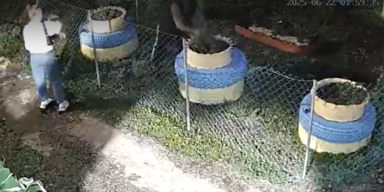 Двое неизвестных растерзали клумбу в рязанском Дягилеве