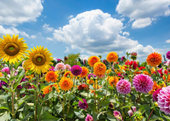 Синоптик Вильфанд: температура в июле в Центральной России ожидается около нормы