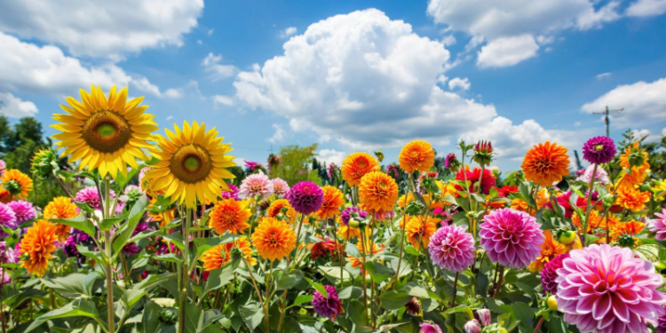 Синоптик Вильфанд: температура в июле в Центральной России ожидается около нормы