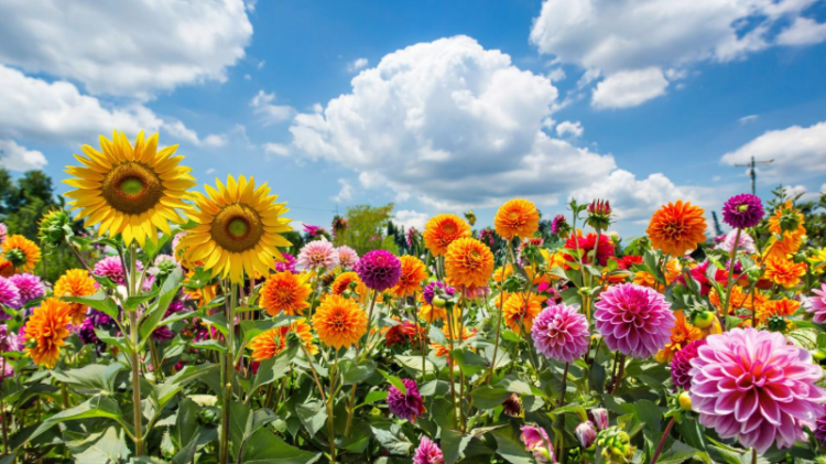 Синоптик Вильфанд: температура в июле в Центральной России ожидается около нормы