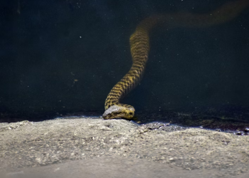 Рязанцы, обнаружив во дворе жилого дома гадюку, вызвали спасателей
