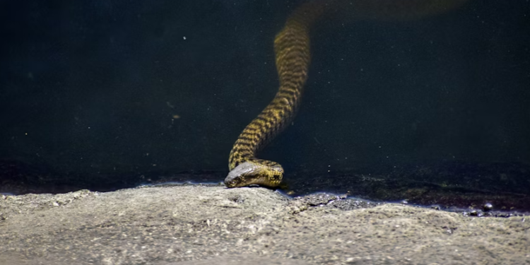 Рязанцы, обнаружив во дворе жилого дома гадюку, вызвали спасателей