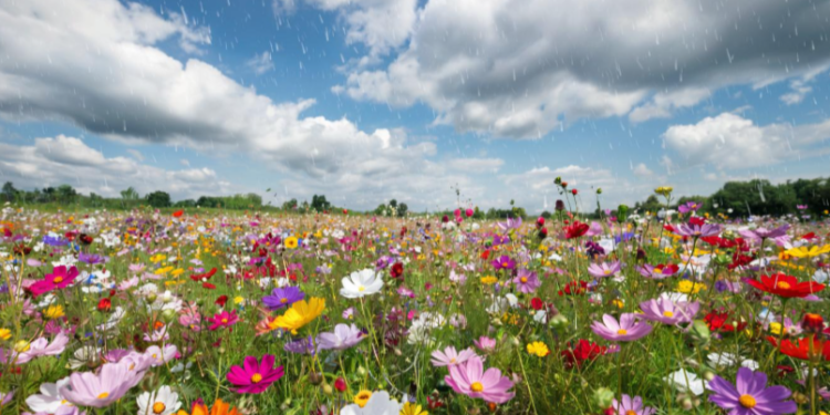 Метеоролог Позднякова: в выходные россиян ожидает прохладная погода