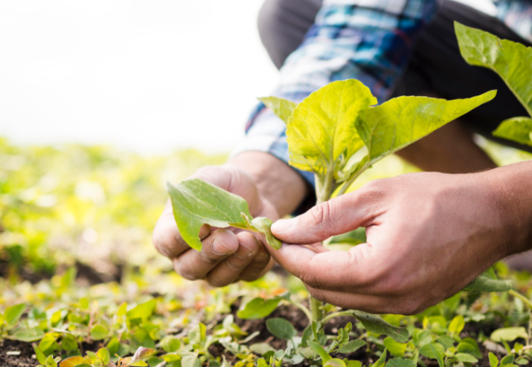Рязанский минсельхоз предлагает рязанцам вакансии с зарплатами до 150 тысяч рублей в месяц