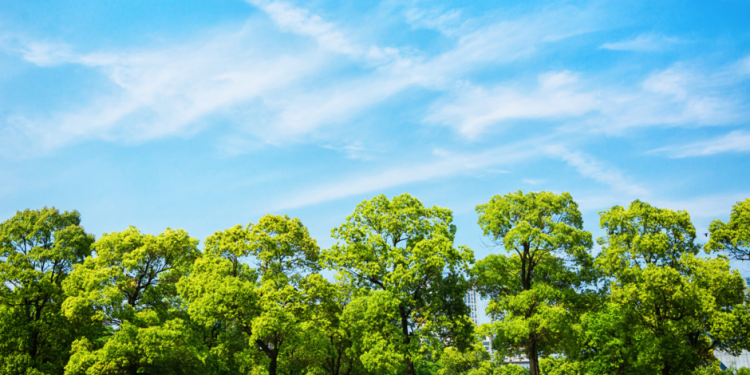 Рязань включили в ТОП-3 самых зеленых городов ЦФО