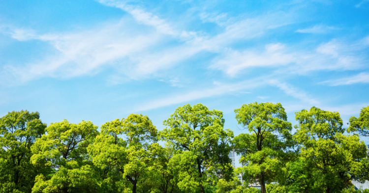 Рязань включили в ТОП-3 самых зеленых городов ЦФО