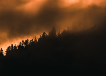 С 9 июля на территории Рязанского региона объявлен особый противопожарный режим