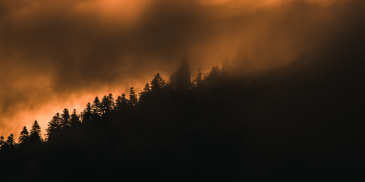 С 9 июля на территории Рязанского региона объявлен особый противопожарный режим