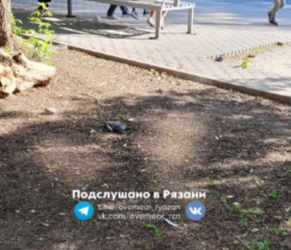 Туристка, приехавшая в Рязань, сообщила о мертвых голубях Туристка, приехавшая в Рязань, сообщила о мертвых голубях