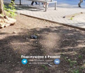 Рязанское ГУ ветеринарии: в мертвых голубях не нашли вируса гриппа птиц
