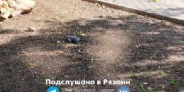 Рязанское ГУ ветеринарии: в мертвых голубях не нашли вируса гриппа птиц