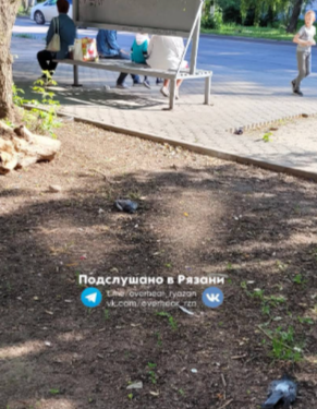 Туристка, приехавшая в Рязань, сообщила о мертвых голубях